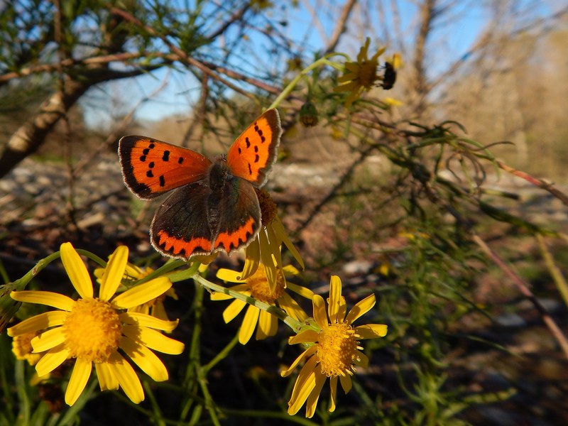 L''ultima Lycaena...